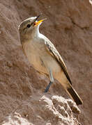 Spot-billed Ground Tyrant