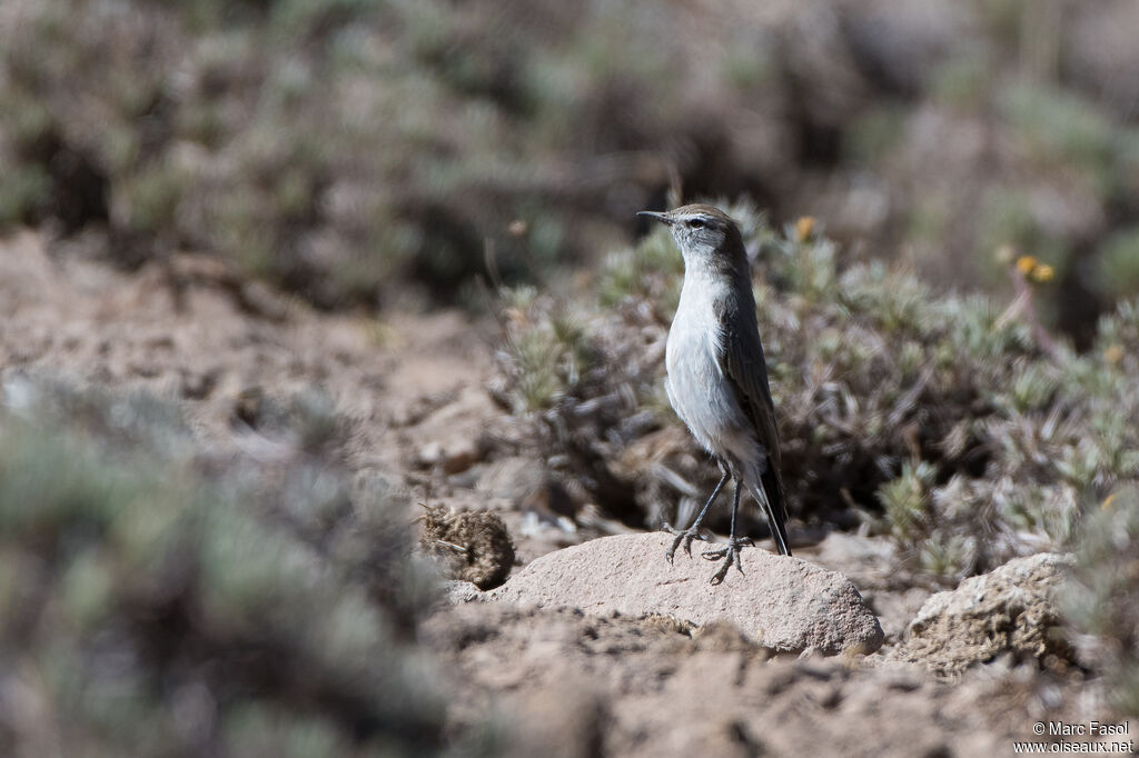 Rufous-naped Ground Tyrantadult post breeding, identification