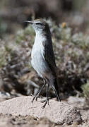 Rufous-naped Ground Tyrant