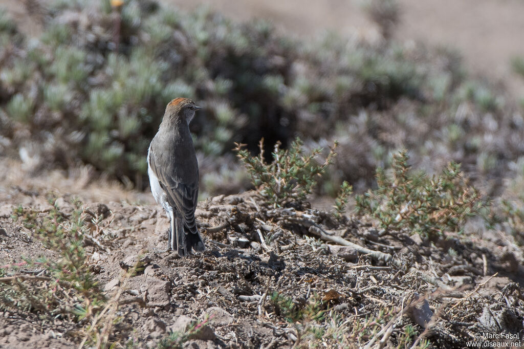 Rufous-naped Ground Tyrantadult, identification