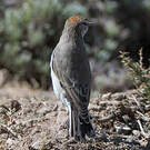 Dormilon à calotte rousse