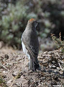 Rufous-naped Ground Tyrant