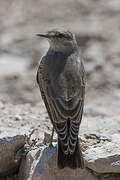 Rufous-naped Ground Tyrant