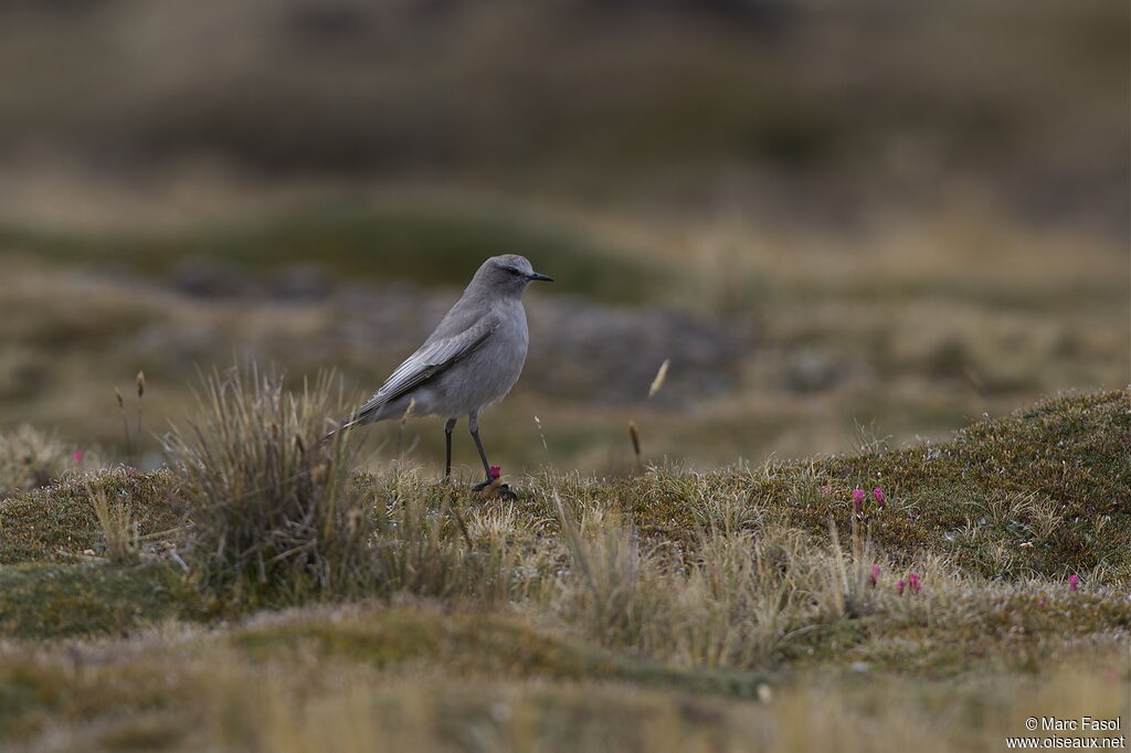 White-fronted Ground Tyrantadult, identification