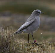 White-fronted Ground Tyrant