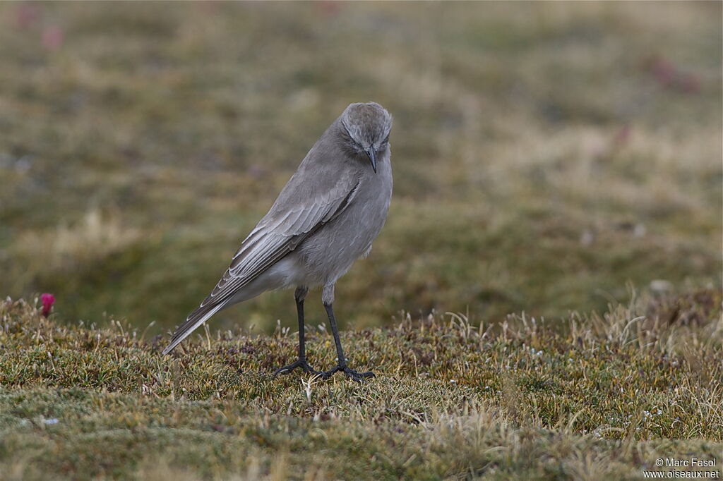 White-fronted Ground Tyrantadult post breeding, identification