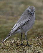 White-fronted Ground Tyrant