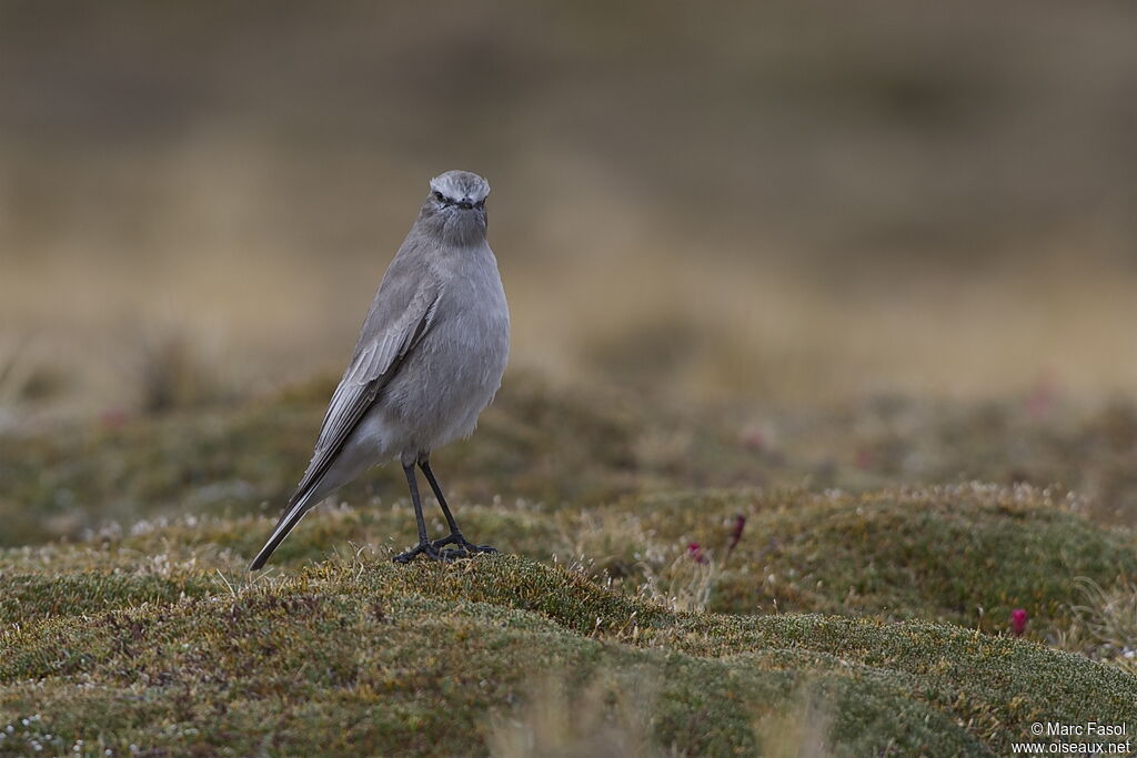 White-fronted Ground Tyrantadult, identification