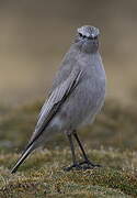 White-fronted Ground Tyrant