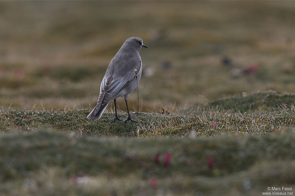 White-fronted Ground Tyrantadult post breeding, identification