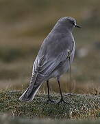 White-fronted Ground Tyrant