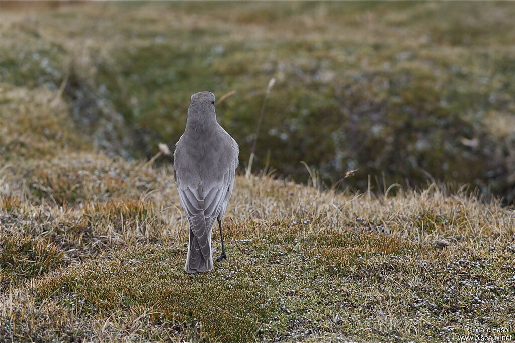 White-fronted Ground Tyrantadult post breeding, identification