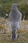 White-fronted Ground Tyrant