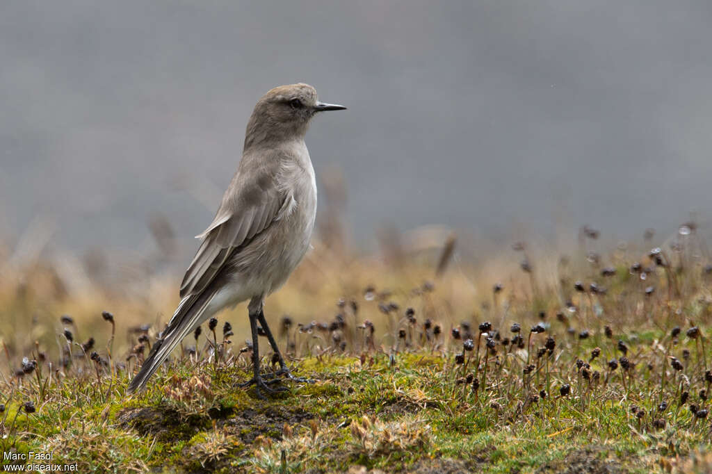 White-fronted Ground Tyrantadult, identification