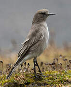 White-fronted Ground Tyrant