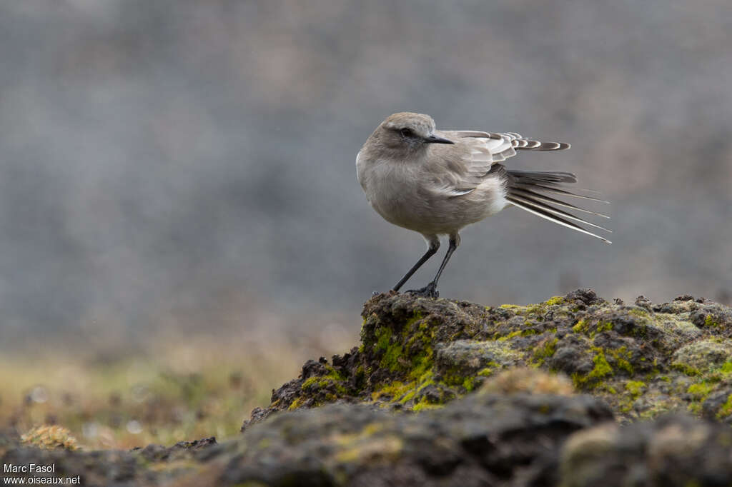 White-fronted Ground Tyrantadult, identification