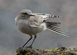 White-fronted Ground Tyrant