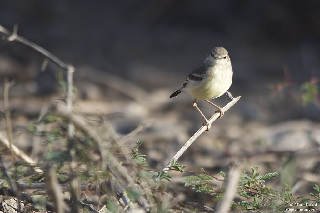 Short-tailed Field Tyrantimmature, identification