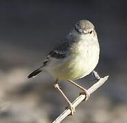 Short-tailed Field Tyrant