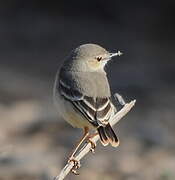 Short-tailed Field Tyrant