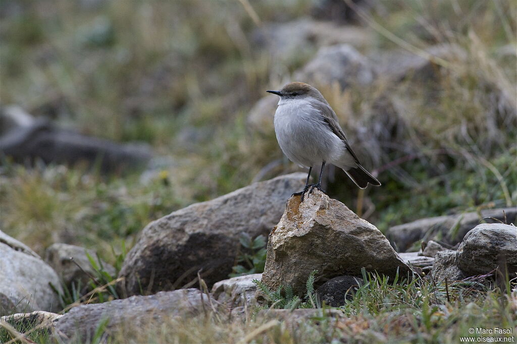 White-browed Ground Tyrantadult, identification