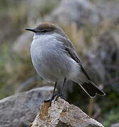 White-browed Ground Tyrant