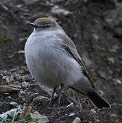 White-browed Ground Tyrant