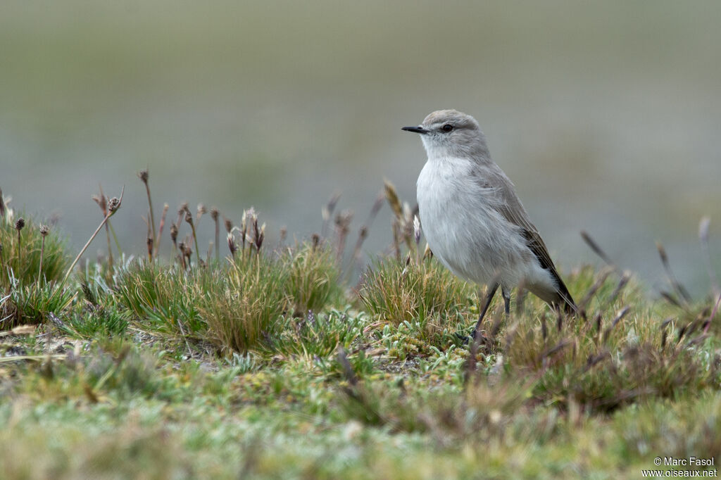 Puna Ground Tyrantadult post breeding, identification, fishing/hunting