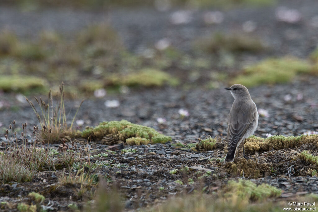 Puna Ground Tyrantadult post breeding, identification, fishing/hunting