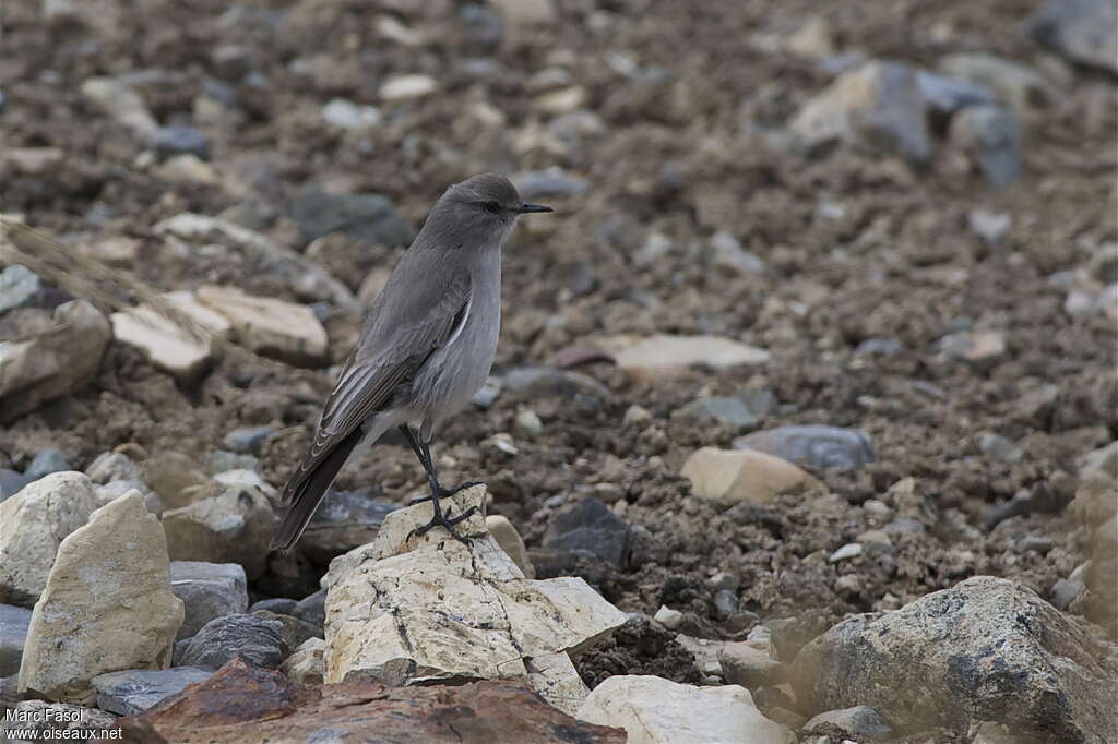 Taczanowski's Ground Tyrantadult, identification