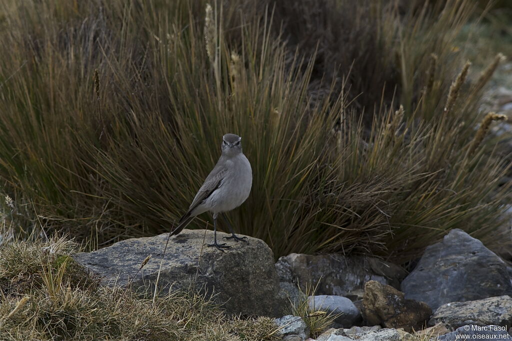 Taczanowski's Ground Tyrantadult, identification