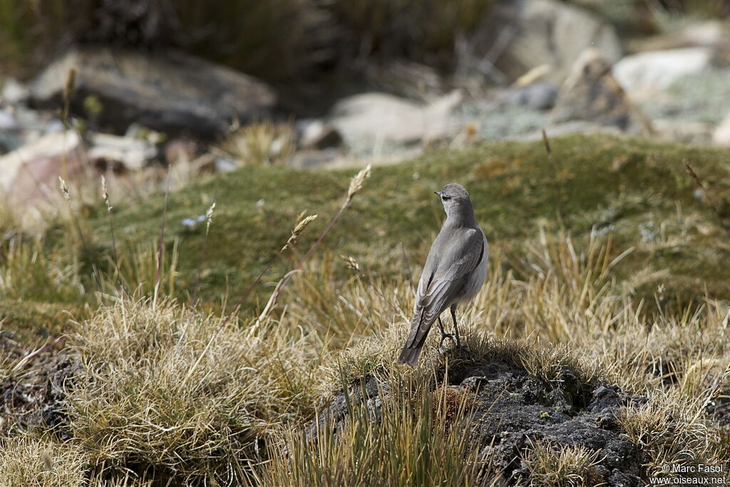 Taczanowski's Ground Tyrantadult, identification