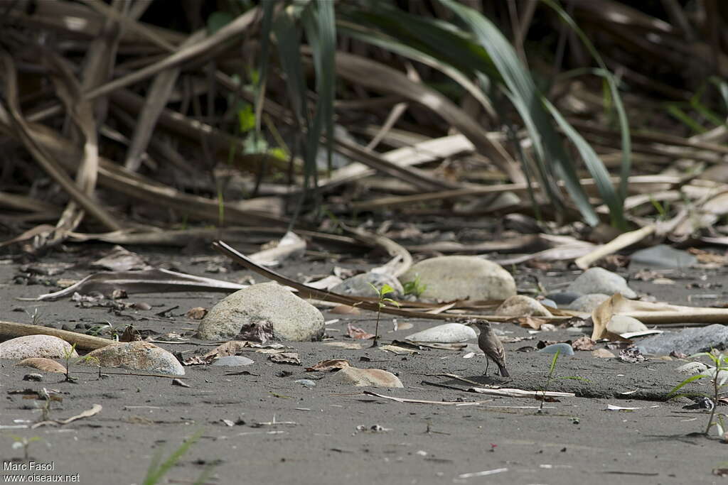 Little Ground Tyrantadult, identification, Behaviour