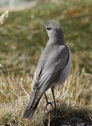 Dormilon gris