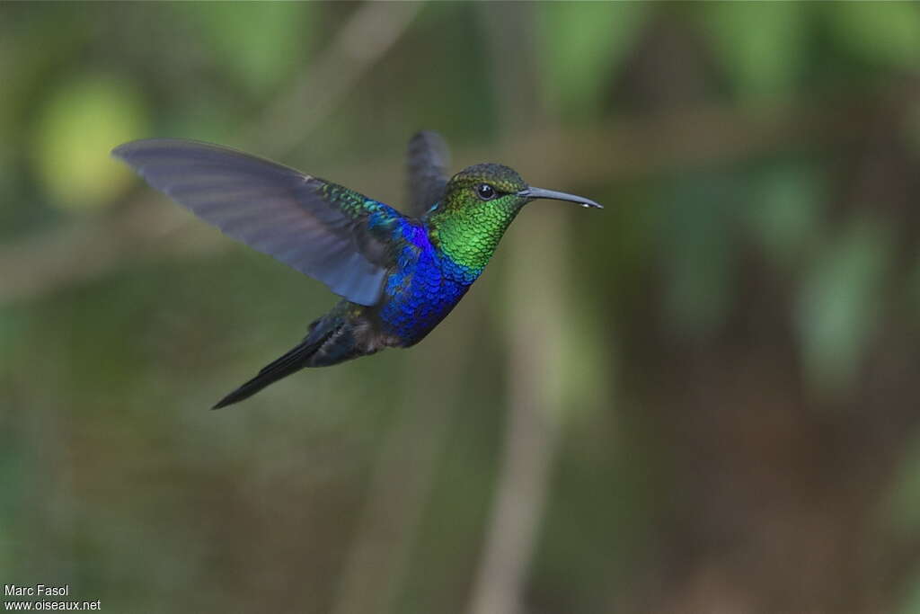 Fork-tailed Woodnymph male adult breeding, pigmentation, Flight