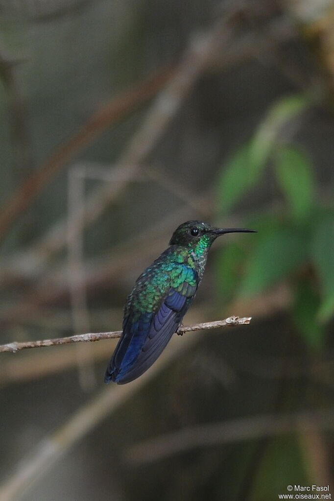 Dryade à queue fourchuejuvénile, identification