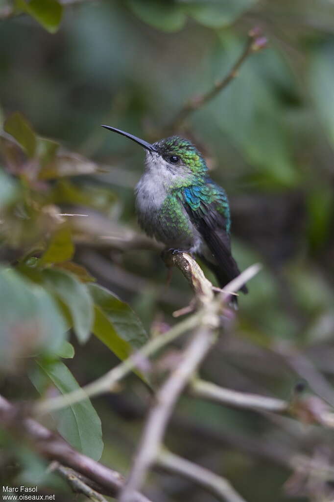 Crowned Woodnymph female adult, identification