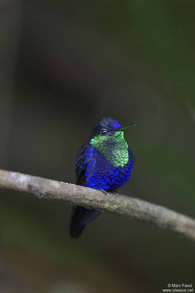 Crowned Woodnymph male adult, identification