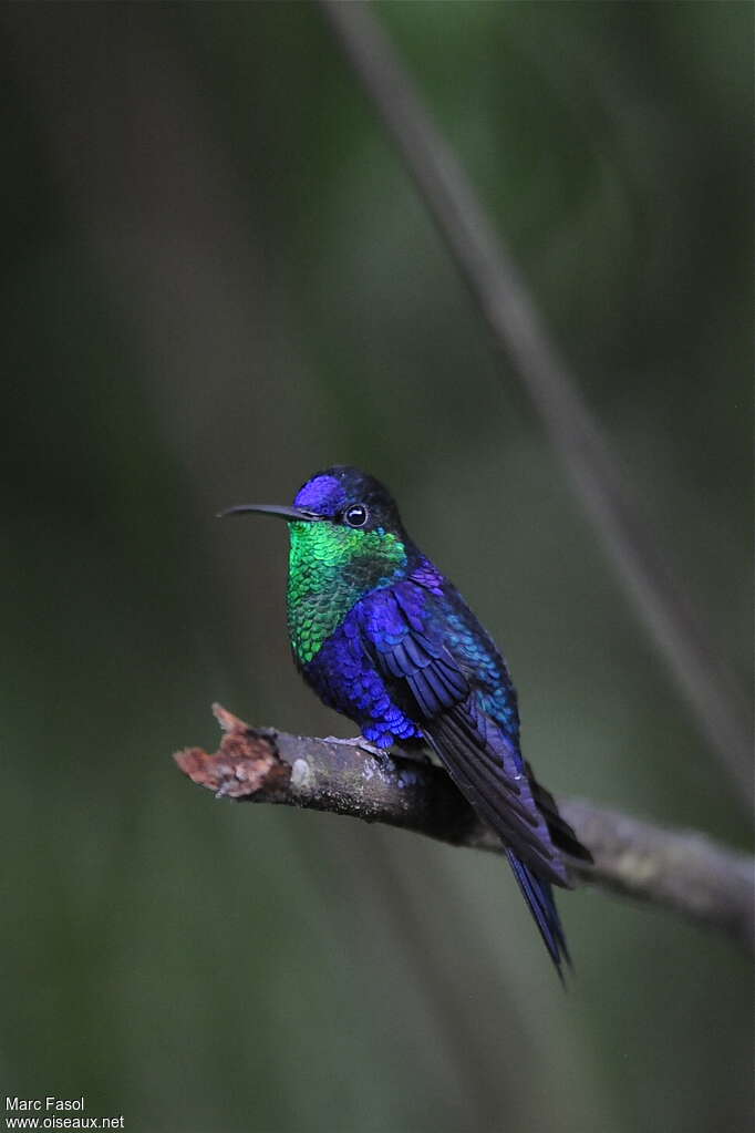 Crowned Woodnymph male adult, identification