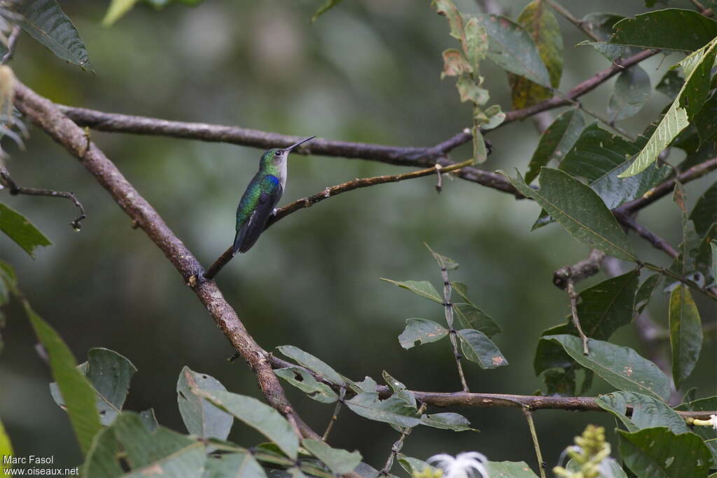 Crowned Woodnymph female adult, habitat, pigmentation