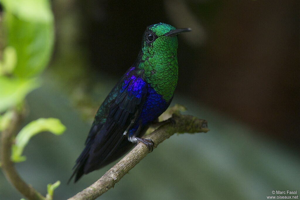 Crowned Woodnymph male adult, identification