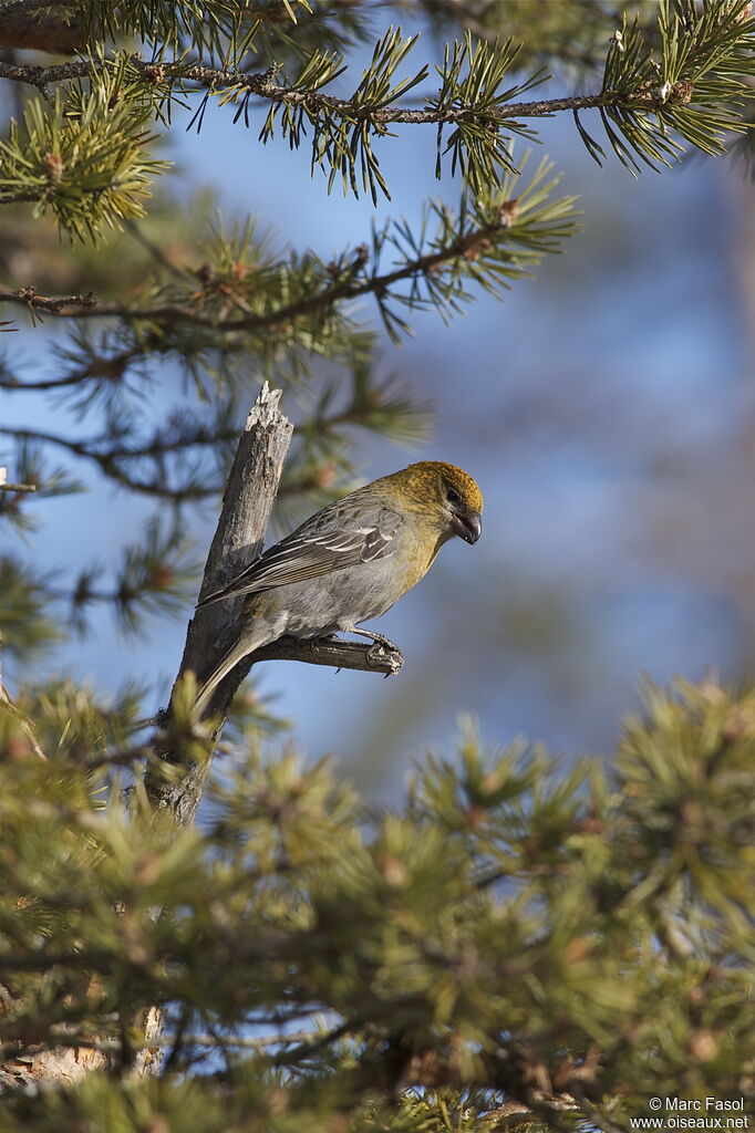 Pine Grosbeak female adult, identification