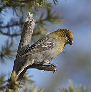 Pine Grosbeak