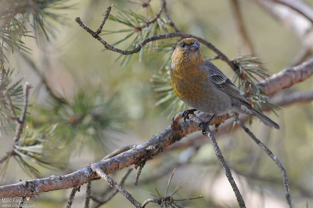 Pine Grosbeak female adult breeding, habitat, pigmentation