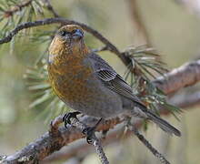 Pine Grosbeak