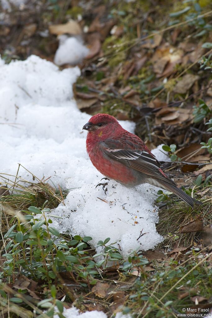 Pine Grosbeakadult, identification