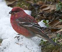 Pine Grosbeak