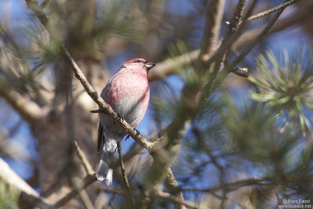 Pine Grosbeak male adult, identification