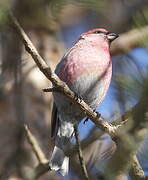 Pine Grosbeak