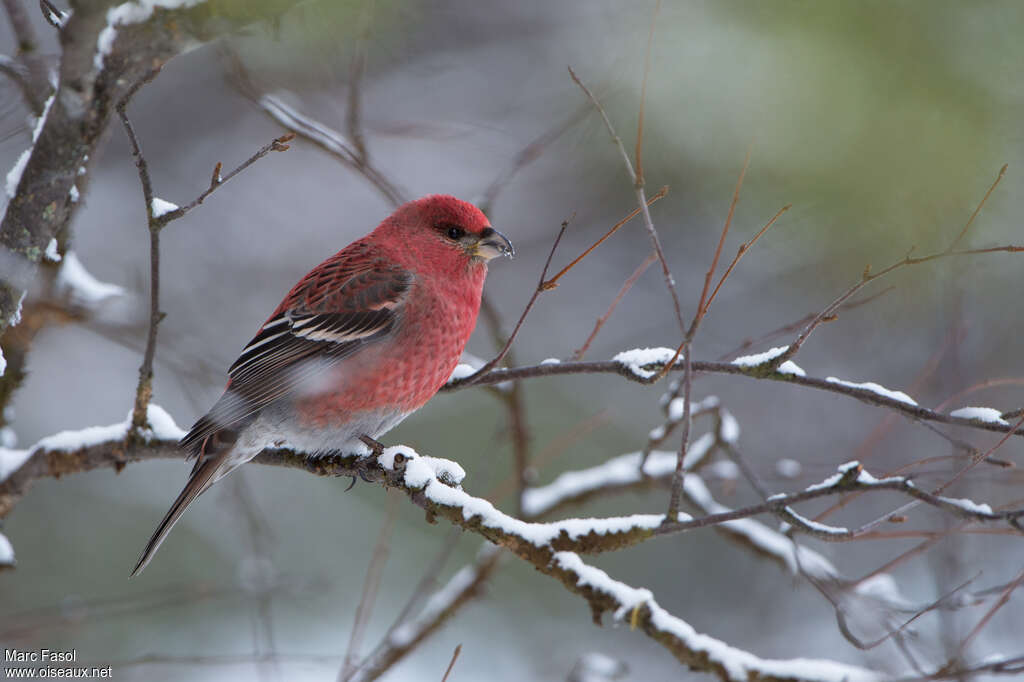 Pine Grosbeak male adult, identification